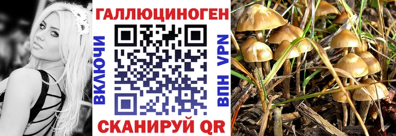 Псилоцибиновые грибы Psilocybine cubensis  Жиздра 